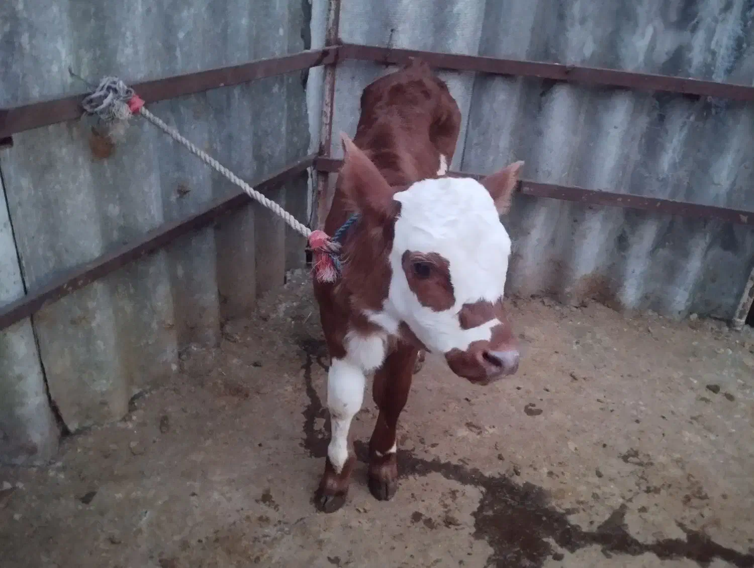 گوساله نر سیمینتال|حیوانات مزرعه|شفت, |دیوار