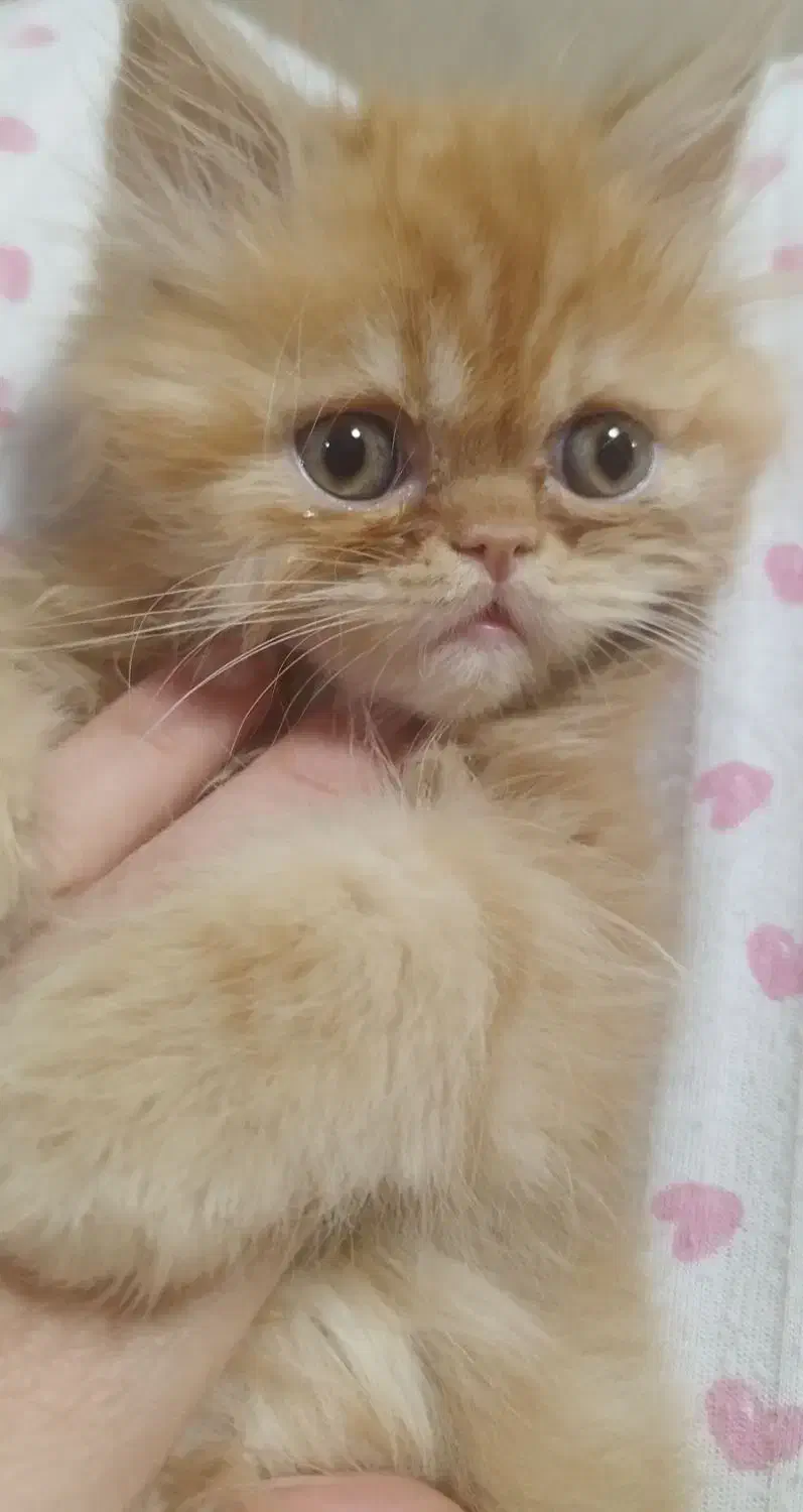 گربه بریتیش|گربه|تهران, گلستان (شهرک راه آهن)|دیوار