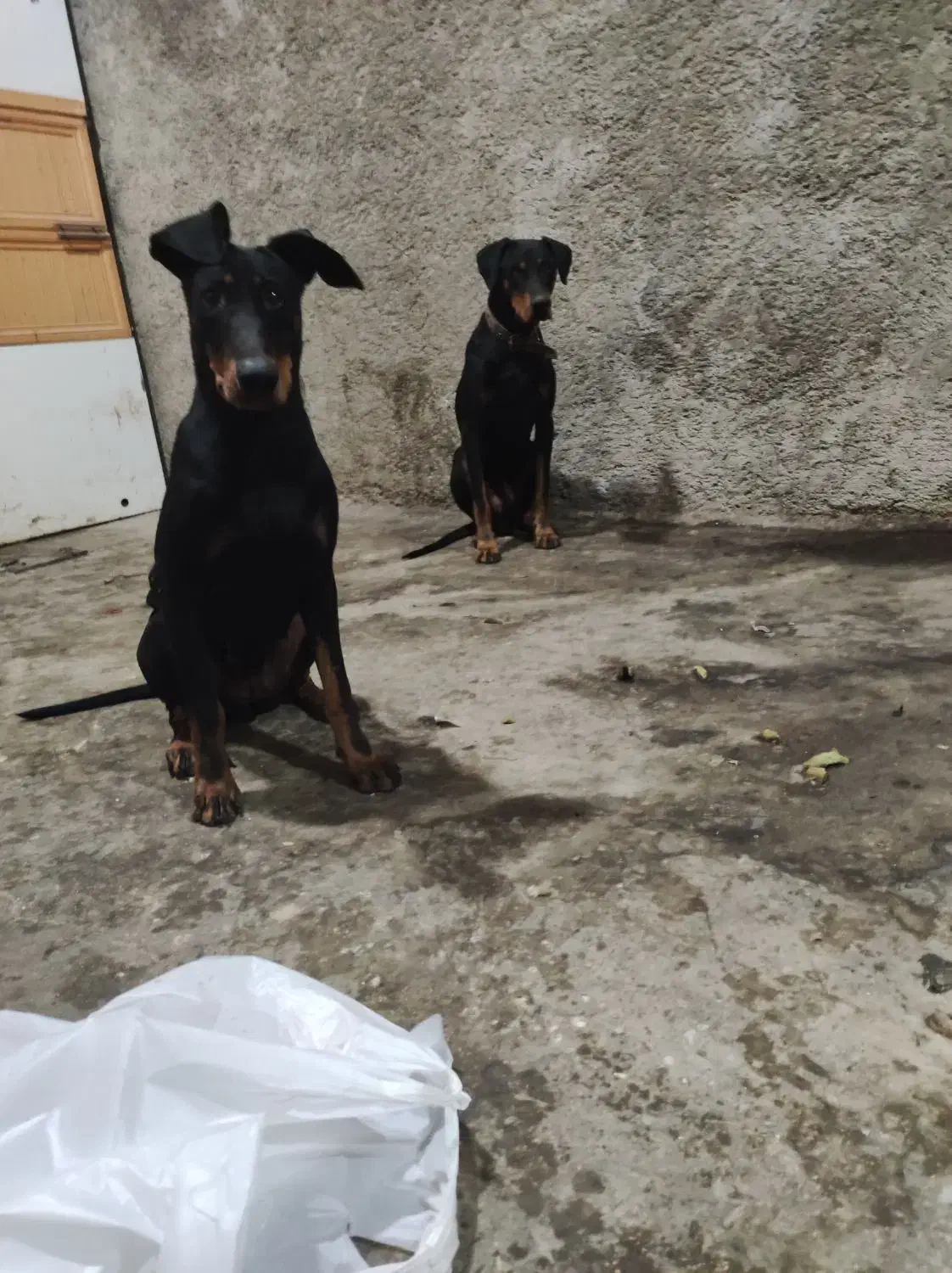 دوبرمن خالص|سگ|شیراز, دروازه قران|دیوار