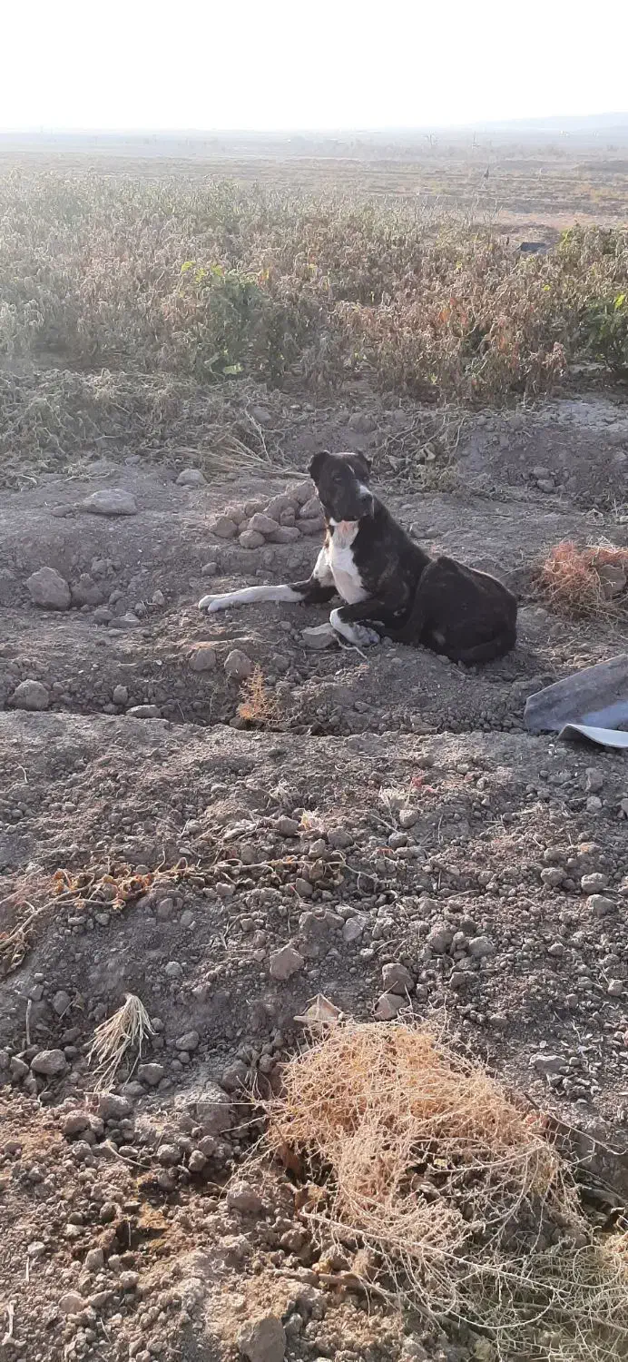 سگ فروشی|سگ|تربتحیدریه, پائین ولایت|دیوار