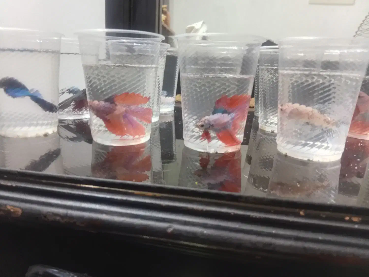 ماهی فایتر|ماهی|کرمان, |دیوار