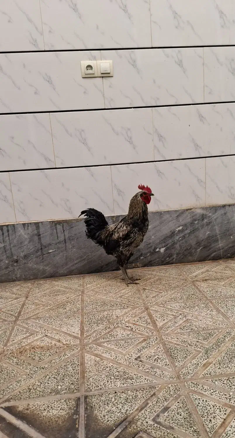 خروس های سالم و درشت - نژاد جهادی و گلپایگانی|حیوانات مزرعه|خمینیشهر, |دیوار