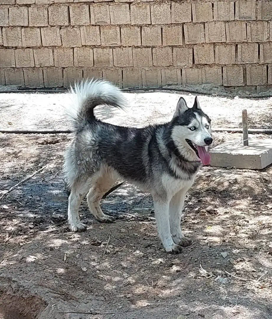 سگ هاسکی مالاموت اصل|سگ|شوشتر, |دیوار