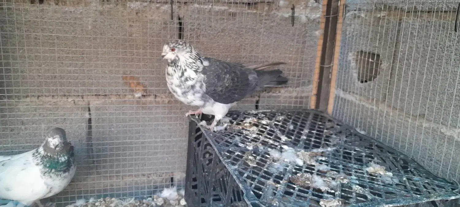 کبوتر پرشی|پرنده|جرقویه, |دیوار