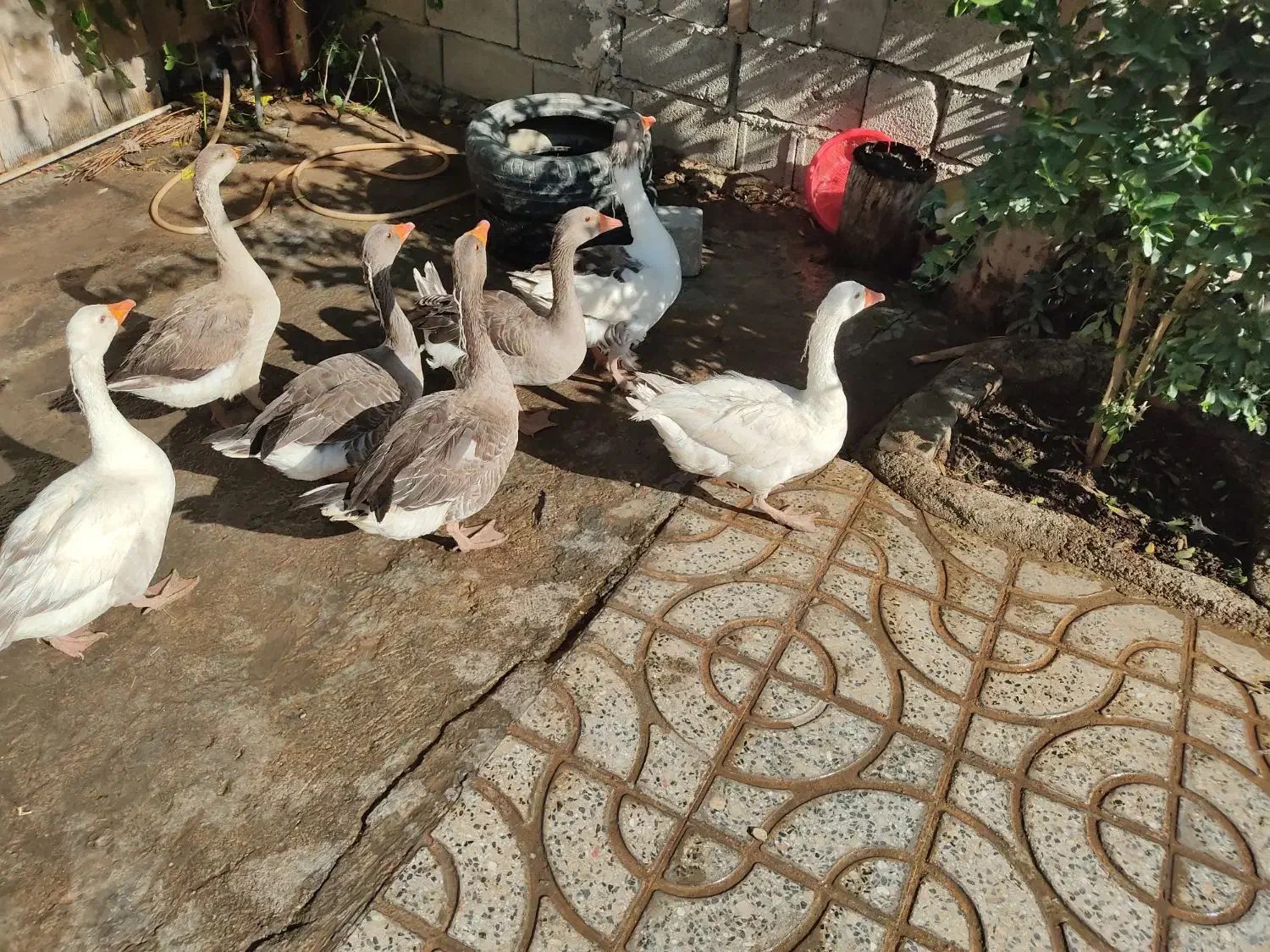 غاز گوشتی و تخم گذار دره‌شهر|حیوانات مزرعه|دره شهر, |دیوار