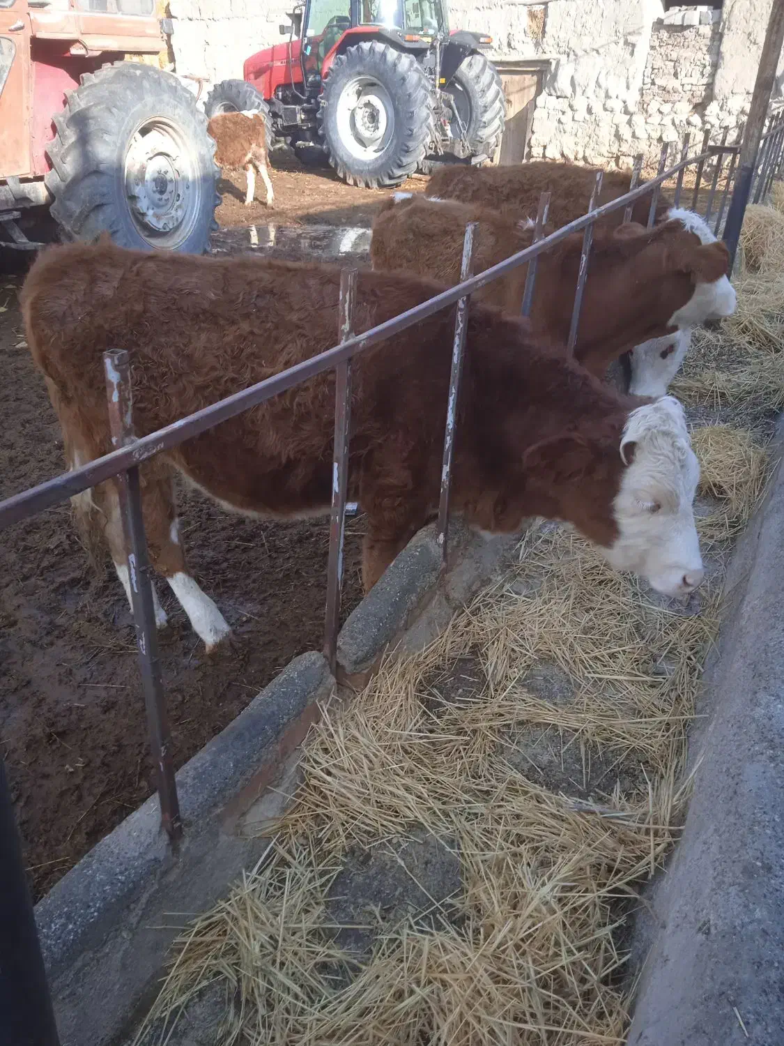 فروش گوساله سمینتال ماده|حیوانات مزرعه|محمدبار, |دیوار