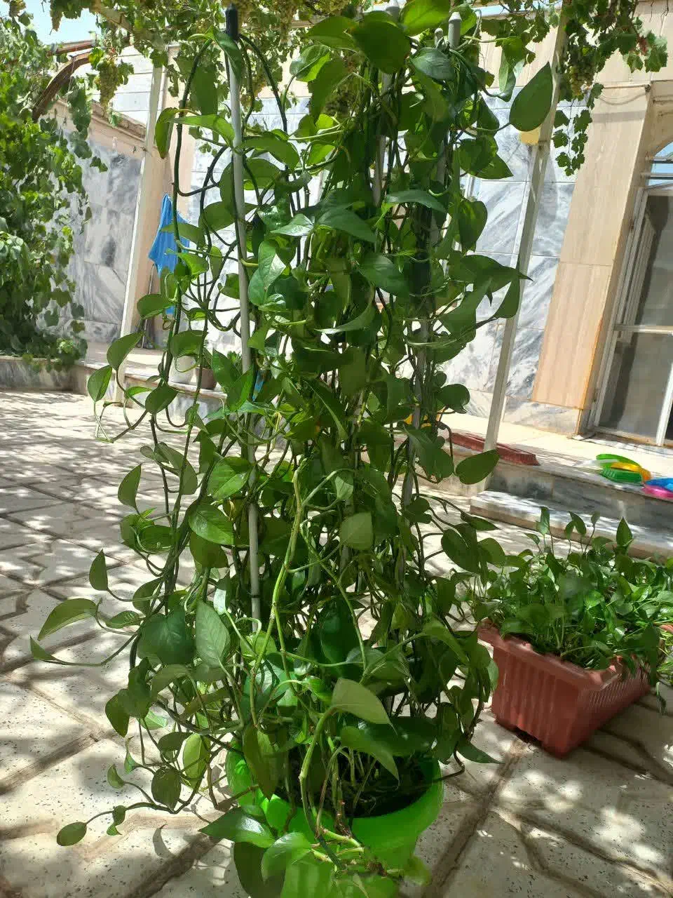 گل طبیعی|گل و گیاه طبیعی|گلبهار, شهر جدید گلبهار|دیوار