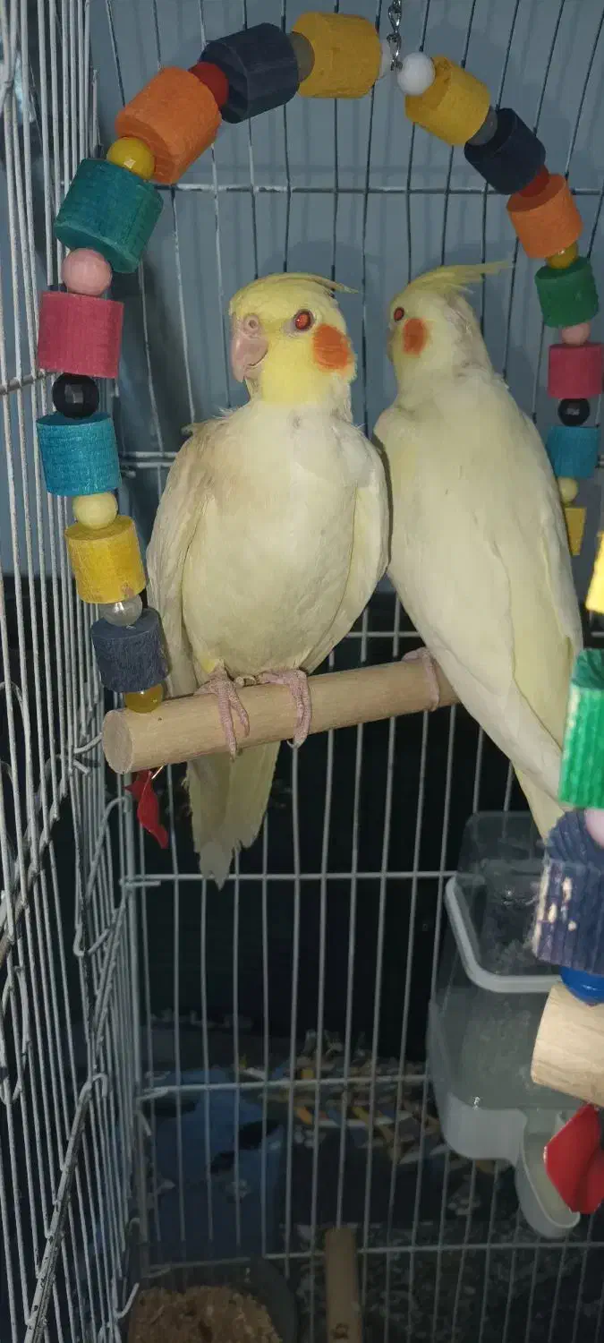 عروس هلندی لوتینو نر|پرنده|اسلامشهر, شهرک مهدیه|دیوار