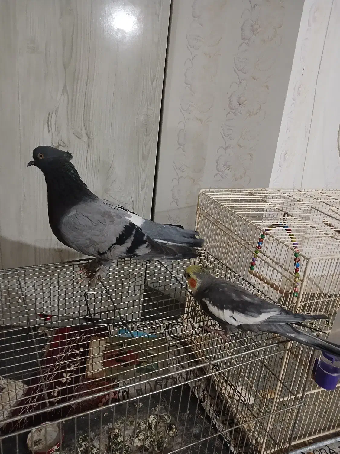 کبوترماده فروشی۲۸۰۰۰۰تومان|پرنده|شاهرود, |دیوار