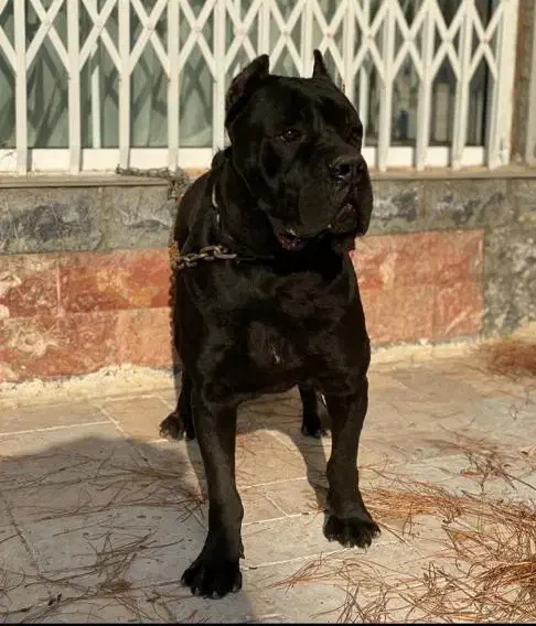 مرکز تخصصی سگ های گارد توله های اورجینال|سگ|گرمدره, |دیوار