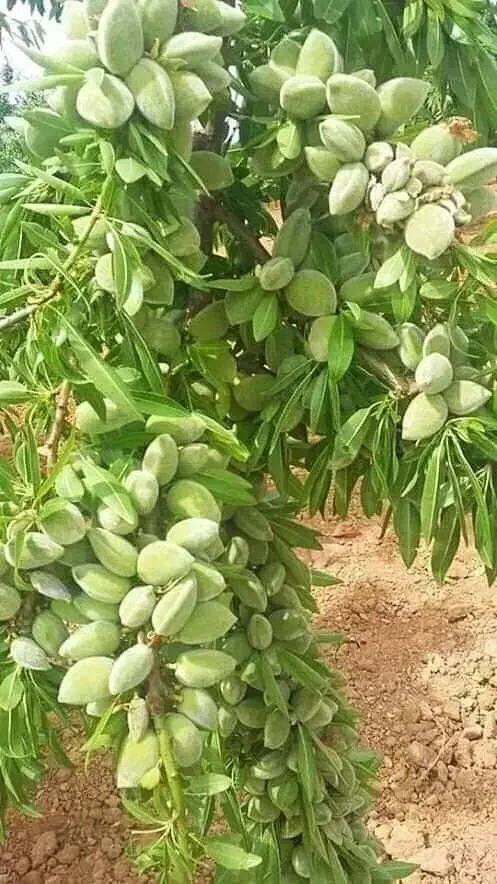 کود ارگانیک افزایش باردهی|خدمات باغبانی و درختکاری|مشهد, کلاهدوز|دیوار