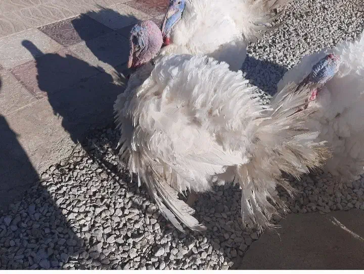 بوقلمون بیوتیک|حیوانات مزرعه|چهاردولی, |دیوار