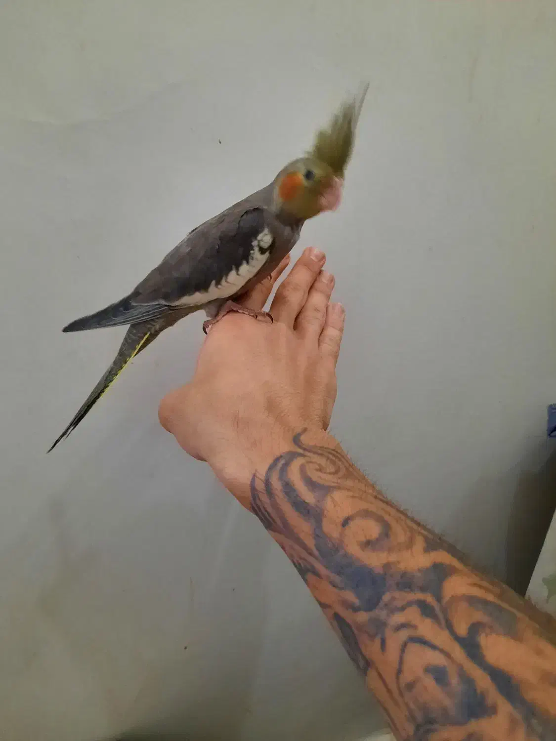 عروس هلندی تازه دونخور|پرنده|تهران, دبستان|دیوار