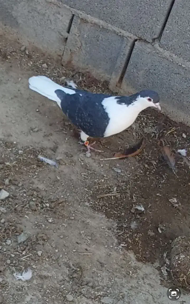 ۴۰۰تومن|پرنده|شیروان (خراسان), |دیوار