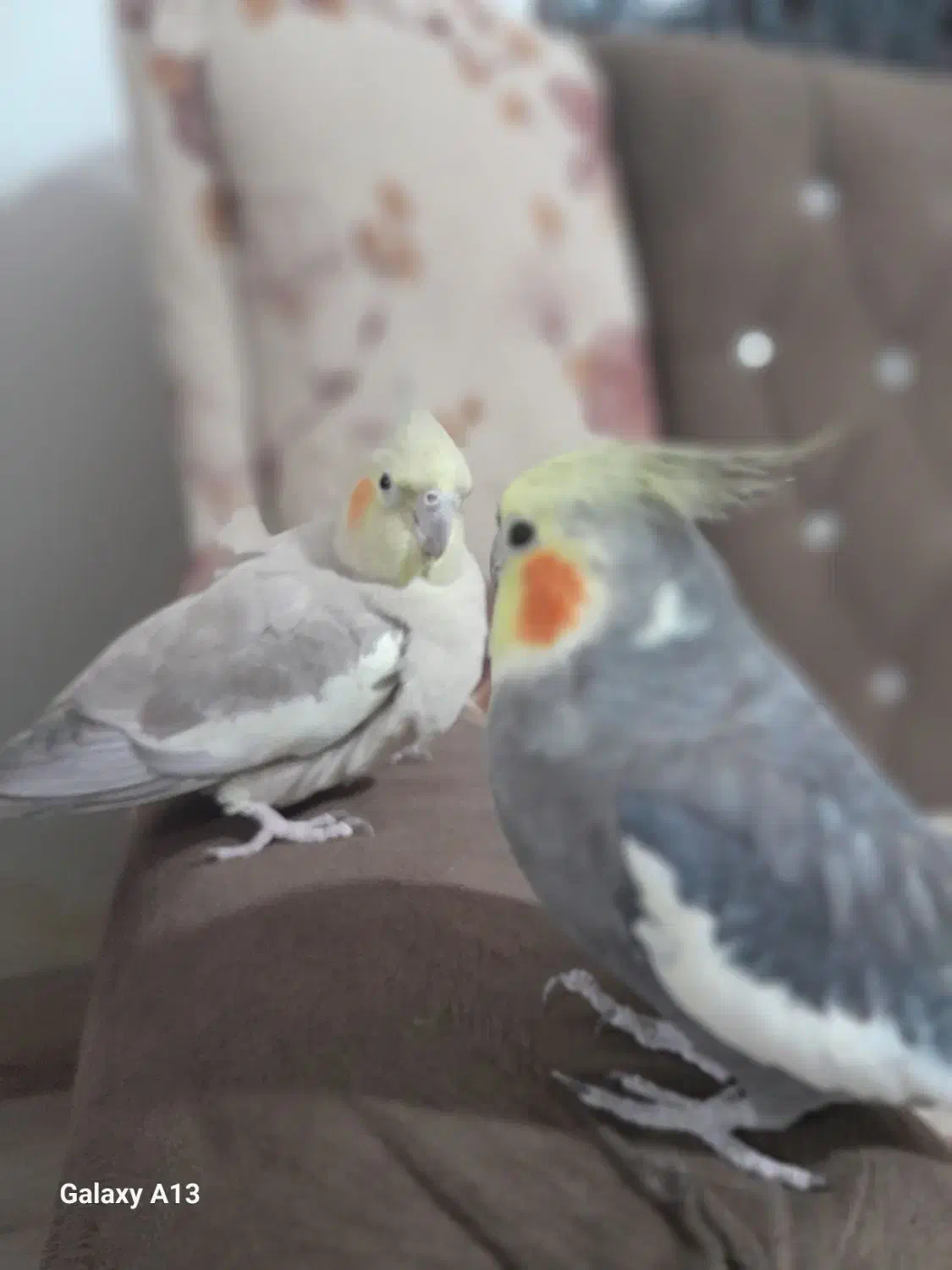 عروس هلندی مولد اهلی وسخن گو|پرنده|ماکو, |دیوار