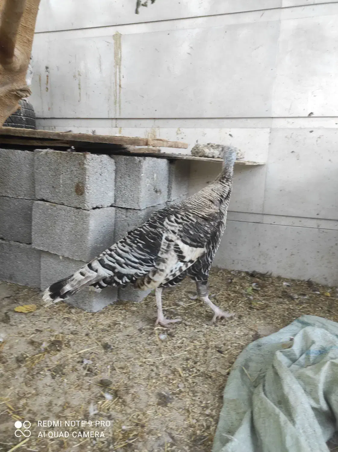 بوقلمون ماده|حیوانات مزرعه|بندر گناوه, |دیوار