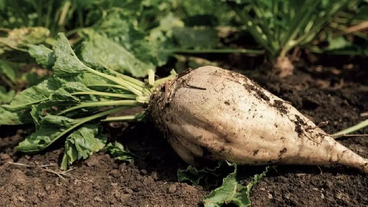 چغندر فروشی|عمده‌فروشی|عطاملک, |دیوار