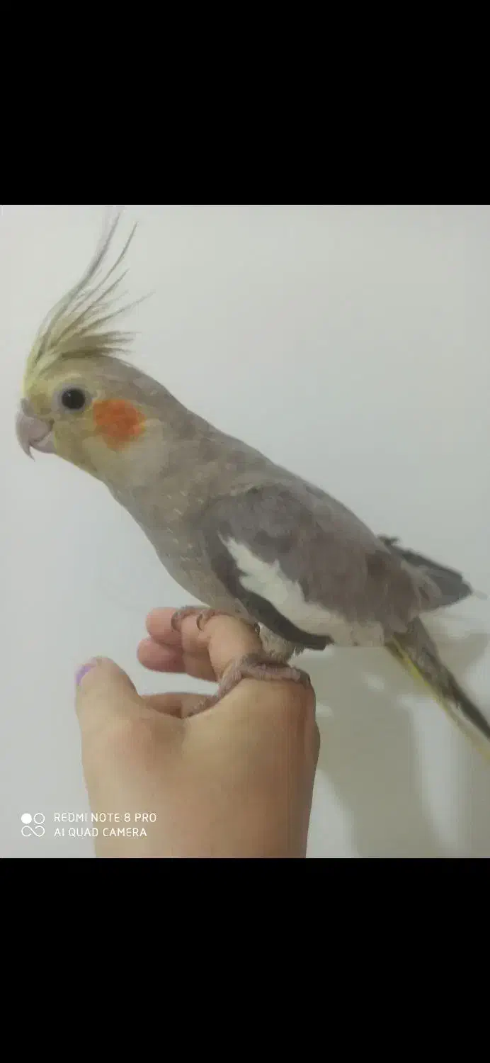 عروس هلندی|پرنده|شیراز, تندگویان|دیوار