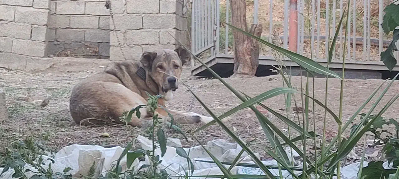 سگ پژدر اصل|سگ|سردشت, |دیوار