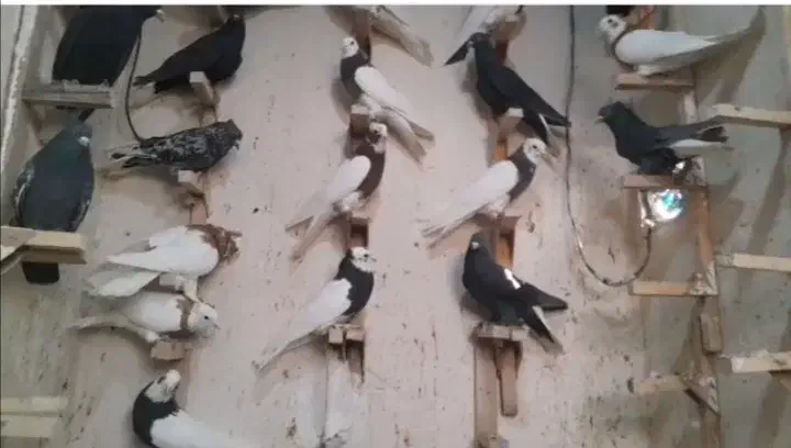 بهبونی. رنگی|پرنده|زرین دشت (فارس), |دیوار