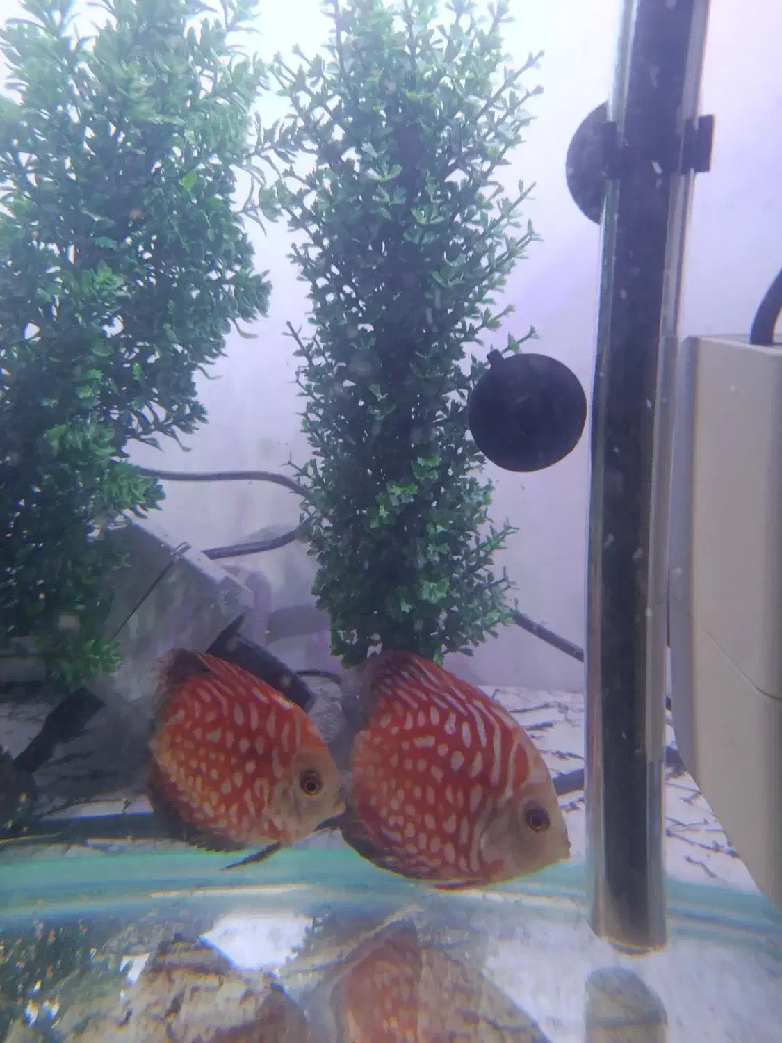 ماهی دیسکس|ماهی|ارومیه, |دیوار