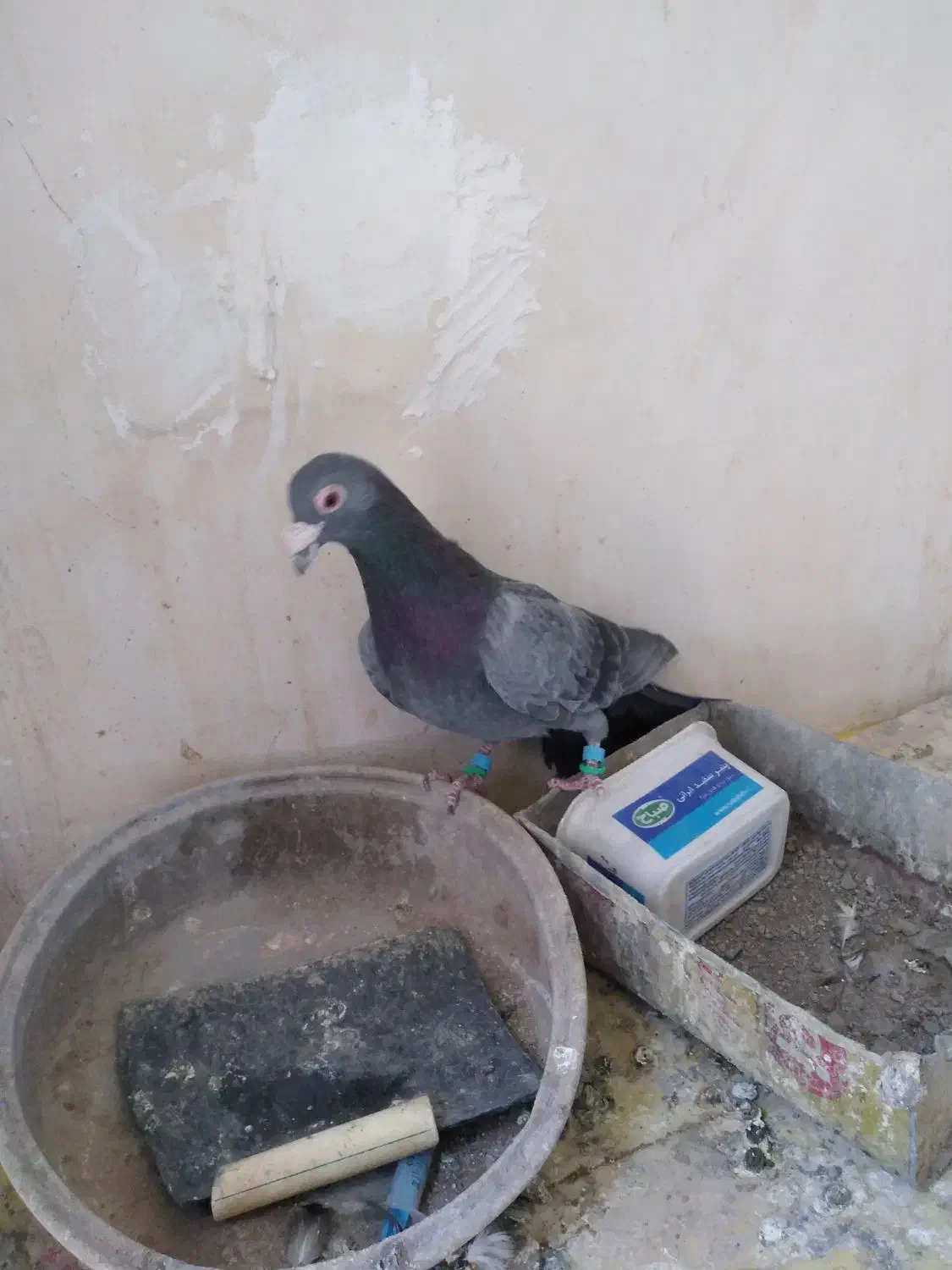 کبوتر پولکی مینا|پرنده|تربتحیدریه, قاسم آباد|دیوار