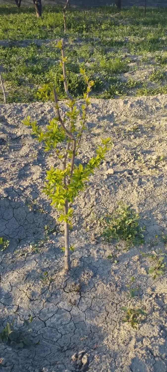 باغچه|فروش زمین و ملک کلنگی|نوشین شهر, |دیوار