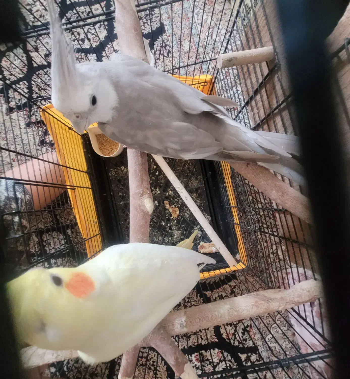 عروس هلندی بالغ|پرنده|ری, سیزده آبان|دیوار