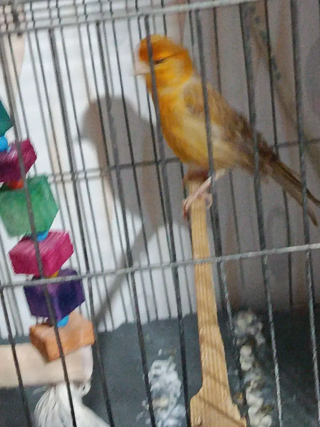 سلام قناری برا فروش|پرنده|شوش, |دیوار