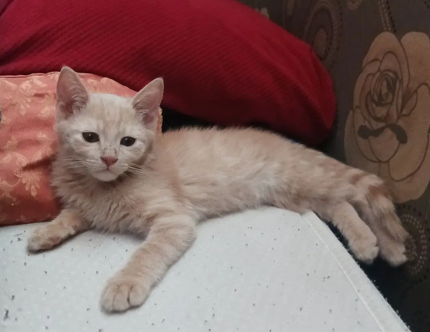 واگذاری شیرو|گربه|اصفهان, ارغوانیه|دیوار