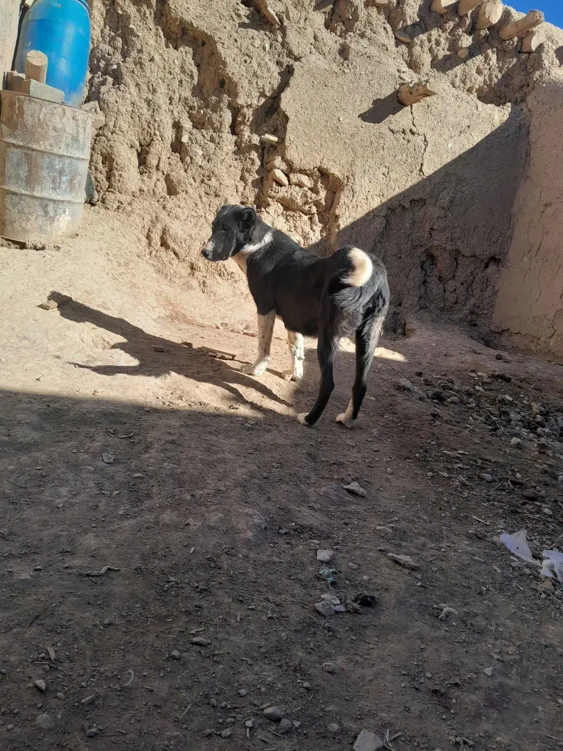 واگذاری سگ|سگ|خرقان, |دیوار