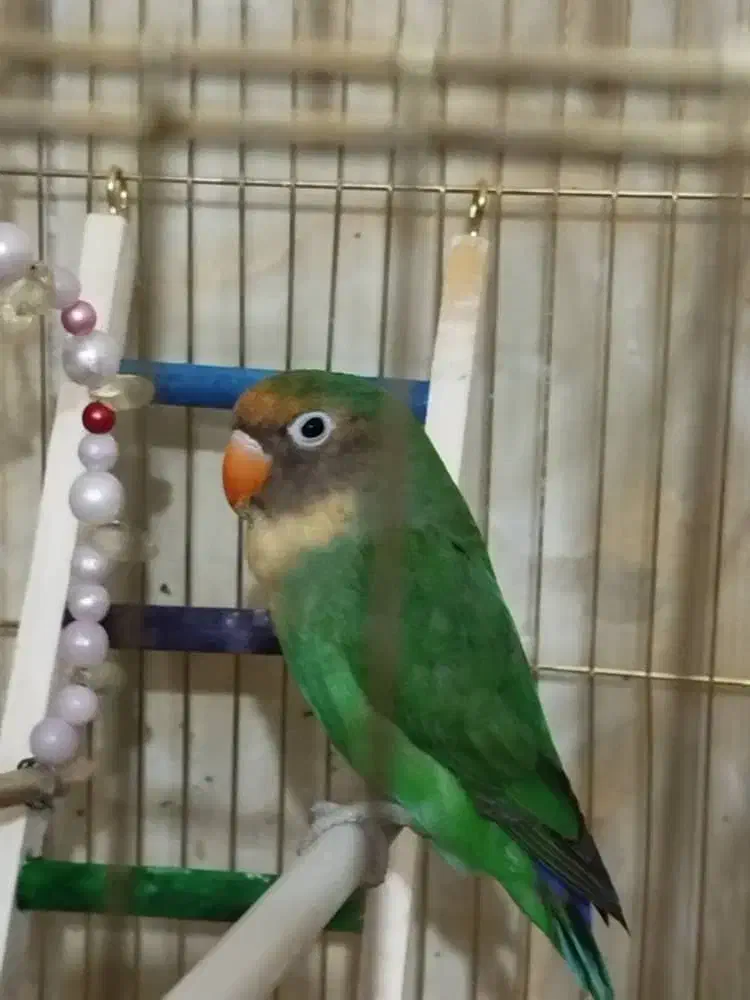 طوطی برزیلی|پرنده|امیدیه, |دیوار