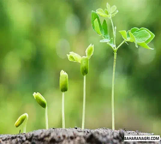 زمین ارزان با سند تکبرگ|فروش زمین و ملک کلنگی|قم, ارم|دیوار