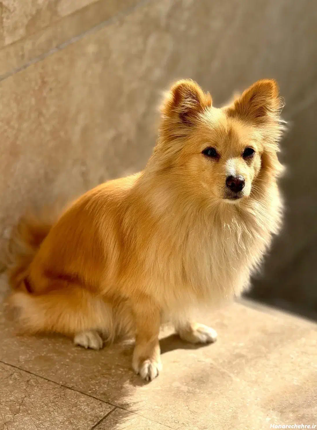 آقا میکی پامر اشپیتز|سگ|شهریار, شهریار|دیوار