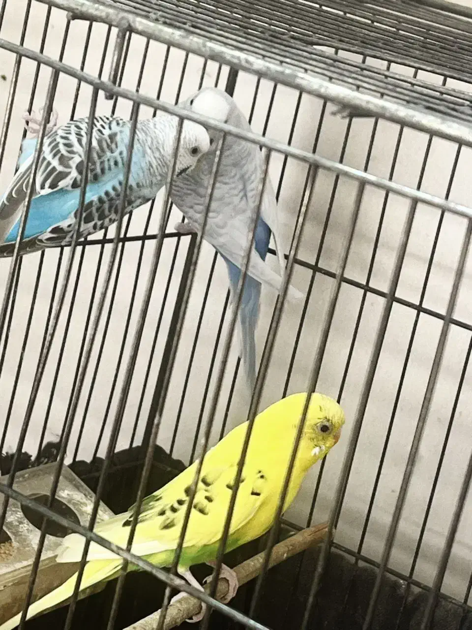 مرغ عشق زیبا|پرنده|شیراز, کوشک میدان|دیوار