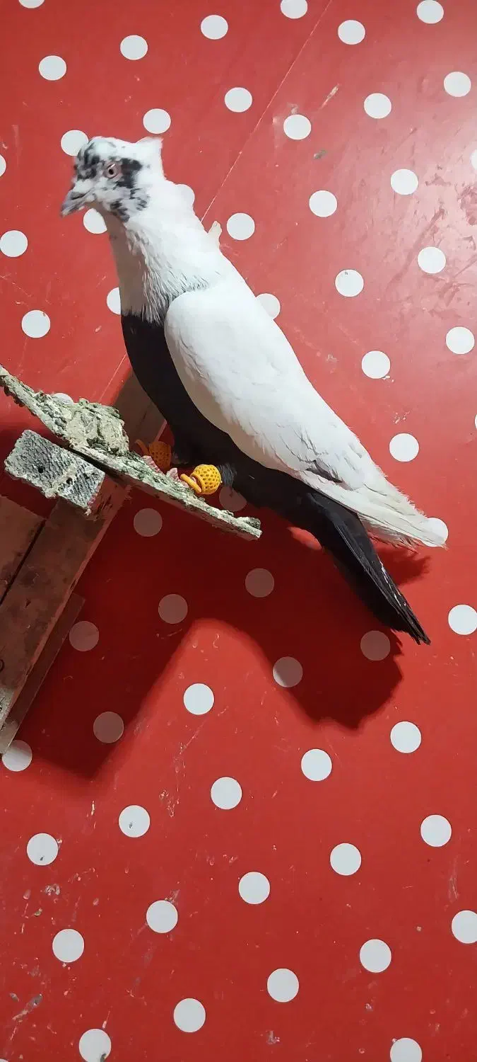 کفتر دم سیاه نر|پرنده|سوسنگرد, |دیوار