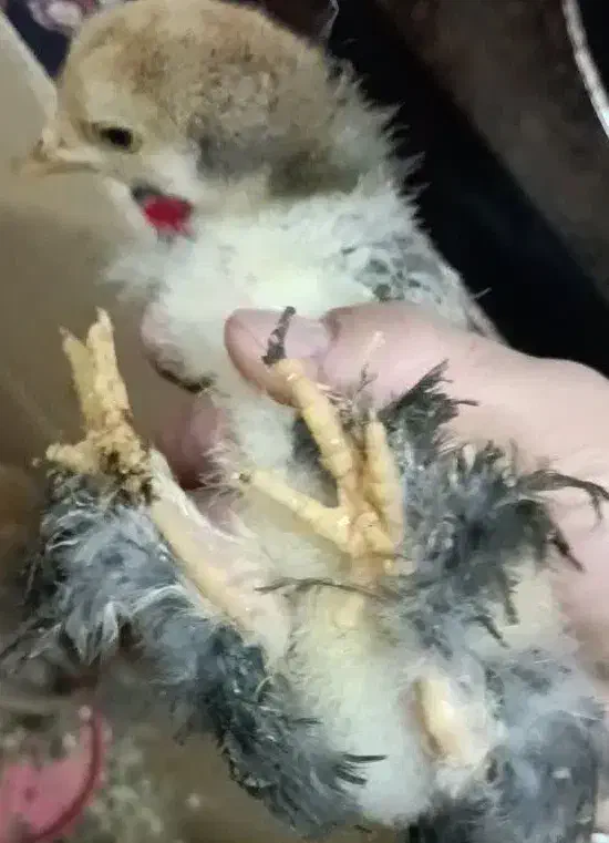 تخم مرغ نطفه دار پاپر|حیوانات مزرعه|اردبیل, |دیوار