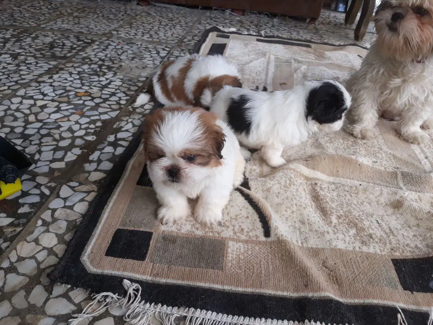 واگزاری توله شیتزو سوپرفلت|سگ|شیرگاه, |دیوار