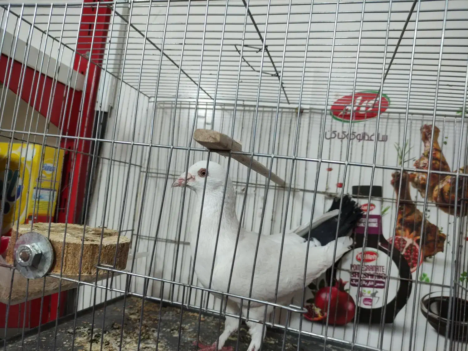 کفتر دم سیا برون غلط|پرنده|مینودشت, |دیوار