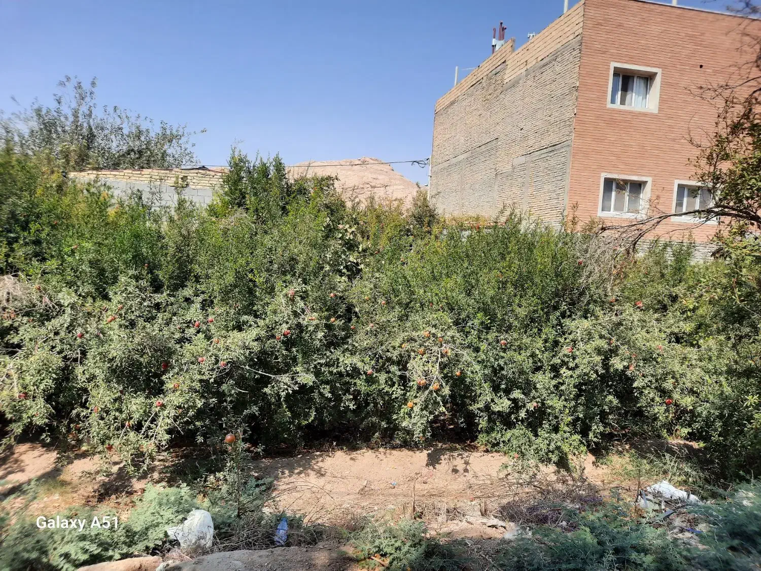 باغ تفت|فروش زمین و ملک کلنگی|تفت, |دیوار