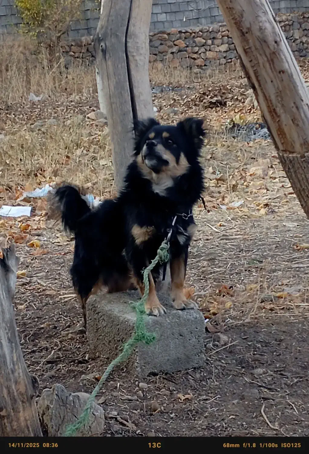 یک قلاده سگ|سگ|بومهن, |دیوار