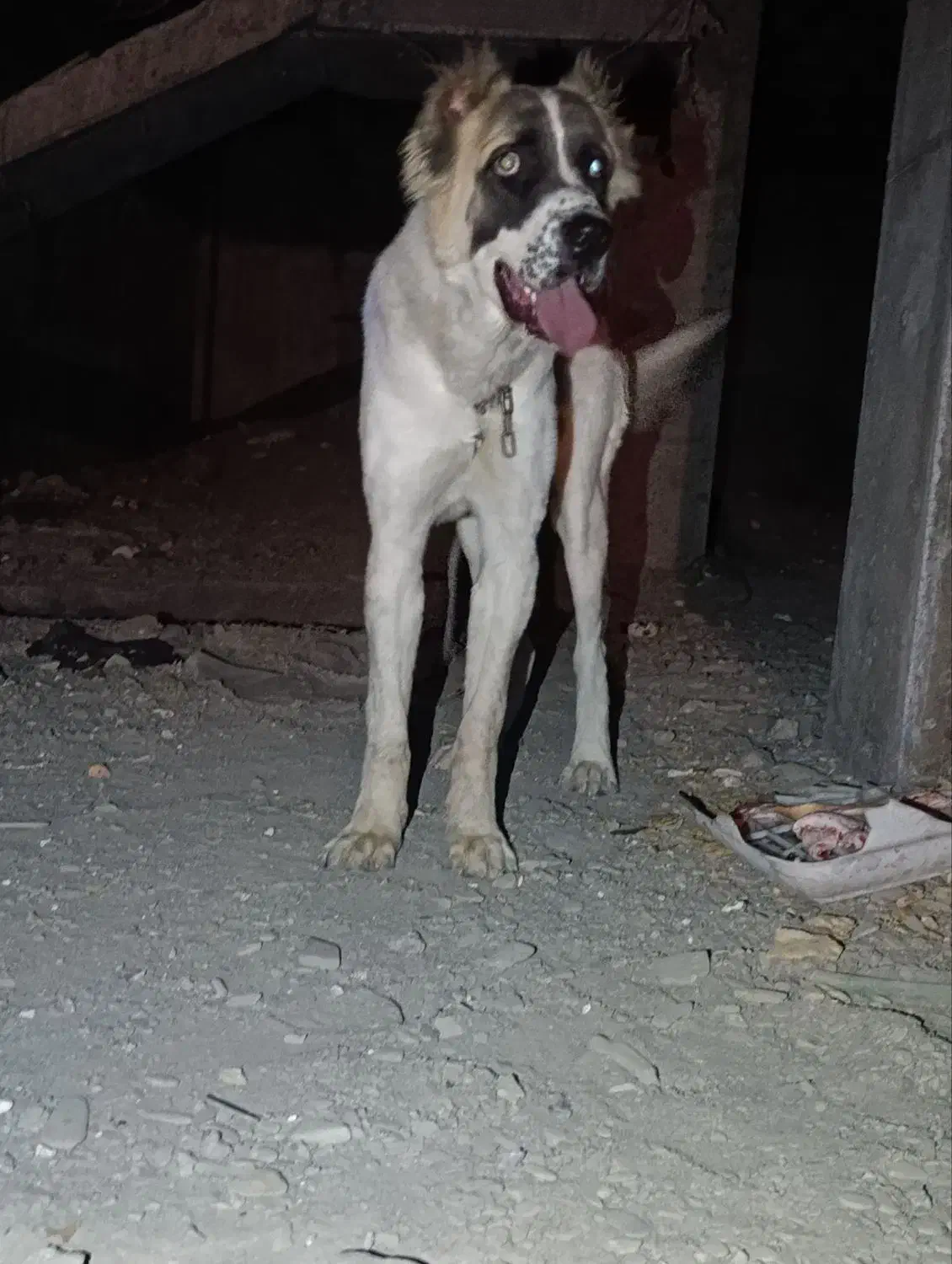 واگزاری توله 9 ماه|سگ|مشهد, الهیه|دیوار