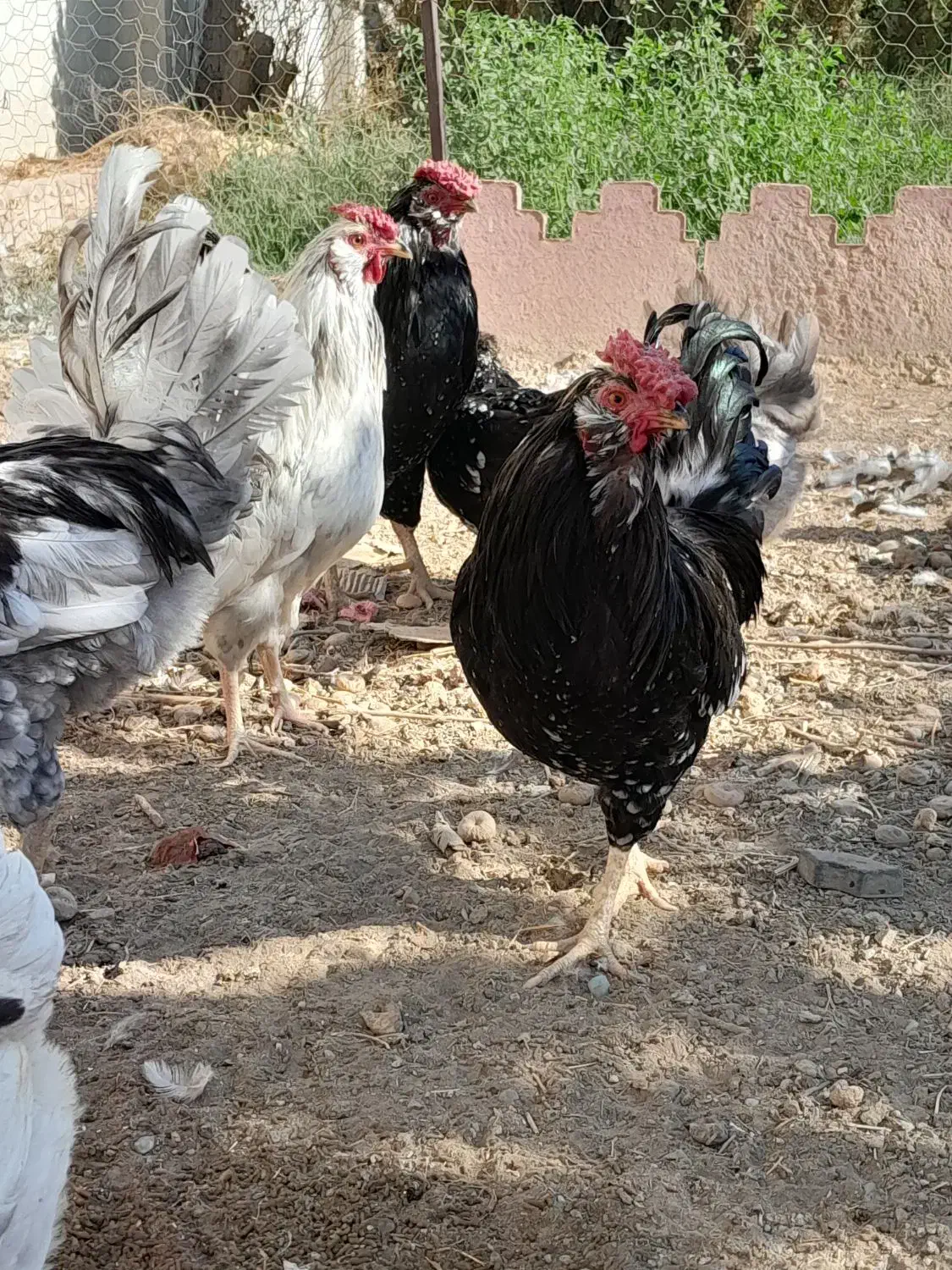 خروس ومرغ گلین چهل تاج ریش دار|حیوانات مزرعه|پاکدشت, پاکدشت (مامازند)|دیوار