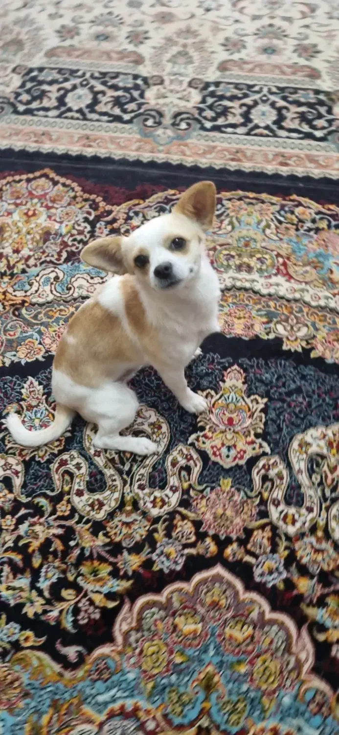 توله شی واوا  نر|سگ|فولادشهر, C5|دیوار