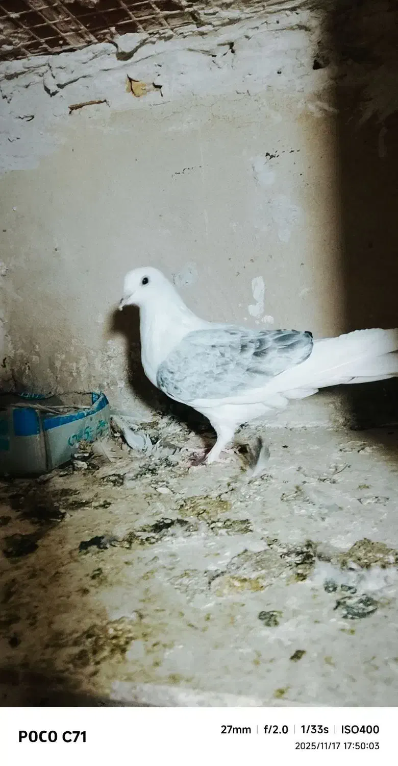 5تا کفتر|پرنده|سمنان, |دیوار