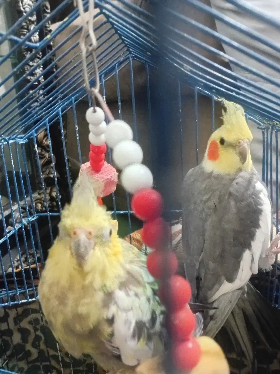 دو عددعروس|پرنده|ارومیه, |دیوار