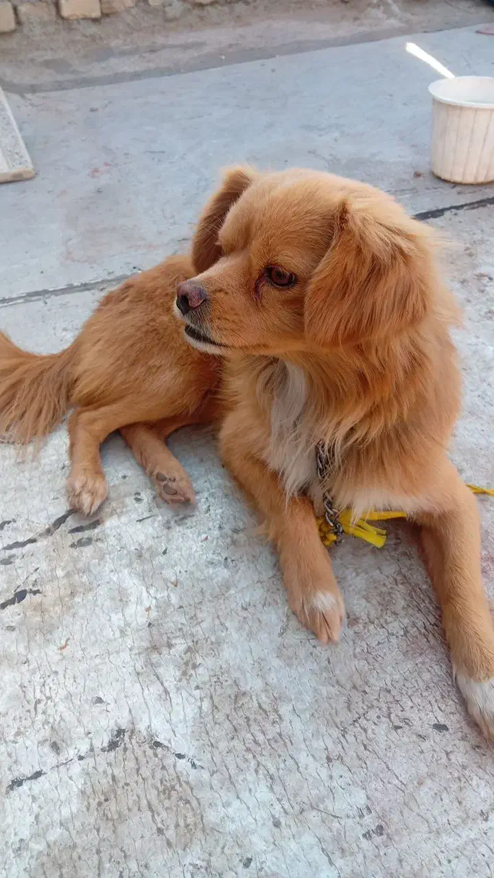 سگ پا کوتاه|سگ|تهران, سبلان (لشگر)|دیوار