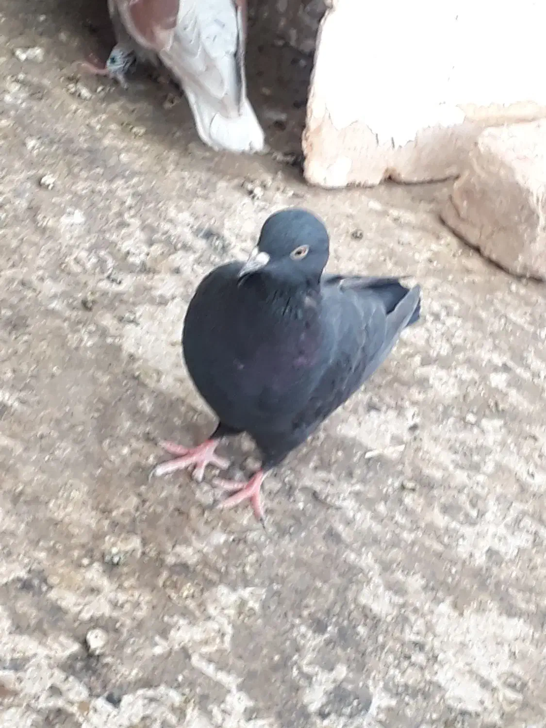 کفتر زاغ و سرخ|پرنده|قم, جوی شور|دیوار