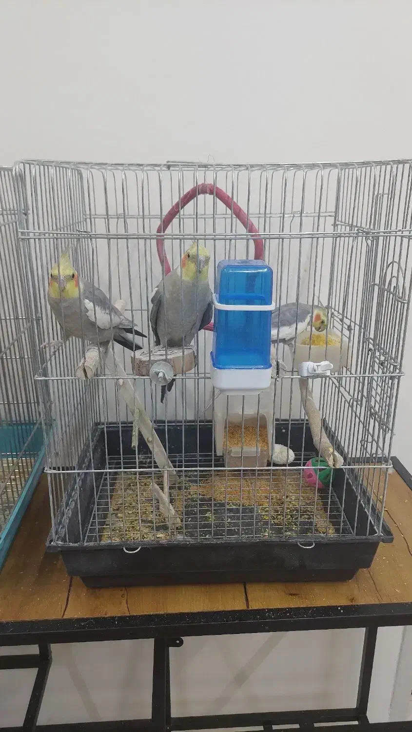 عروس هلندی|پرنده|یزد, |دیوار