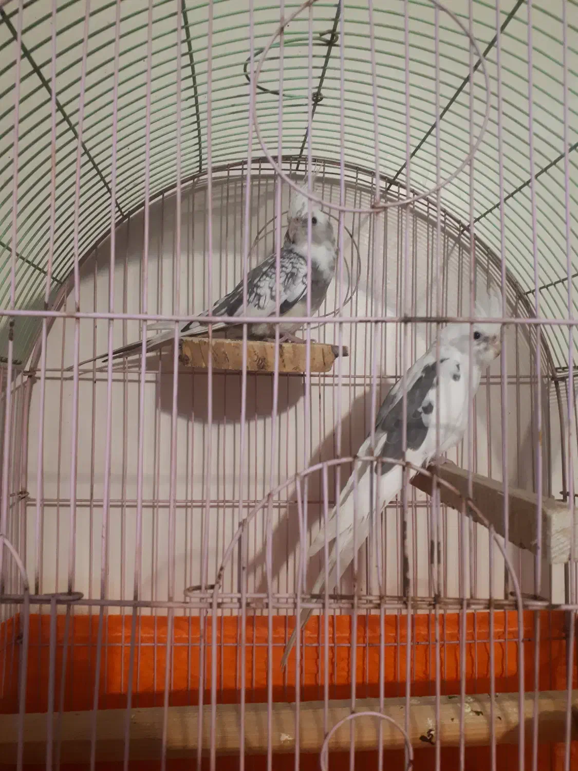 یک جفت عروس هلندی جوان آلبنو دوکت|پرنده|تهران, سازمان برنامه جنوبی|دیوار